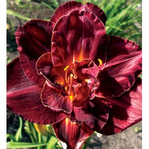 Burgundy Love